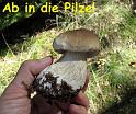 2011-10-02, Pilze (1)